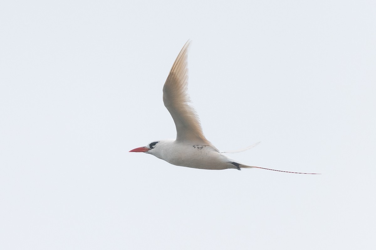 Red-tailed Tropicbird - ML535517131