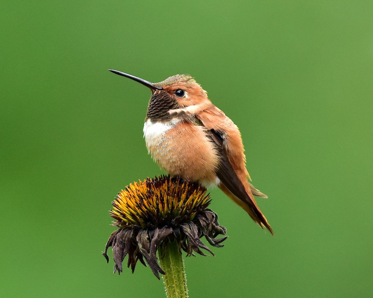 Rufous Hummingbird - ML53552161