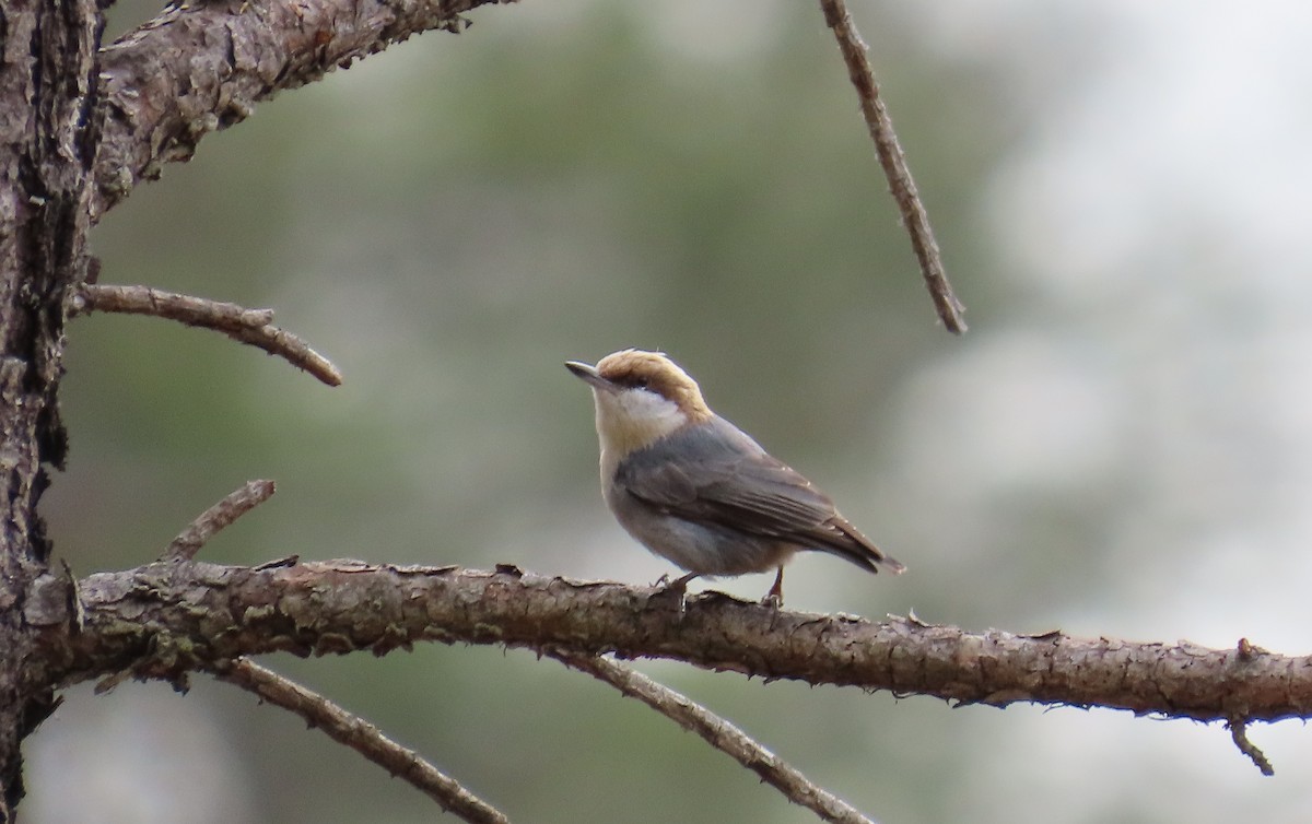 Brown-headed Nuthatch - ML535523241