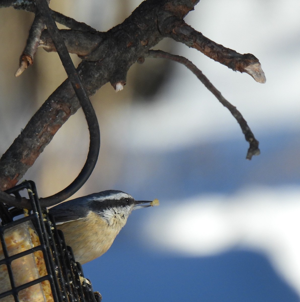 Red-breasted Nuthatch - ML535524831
