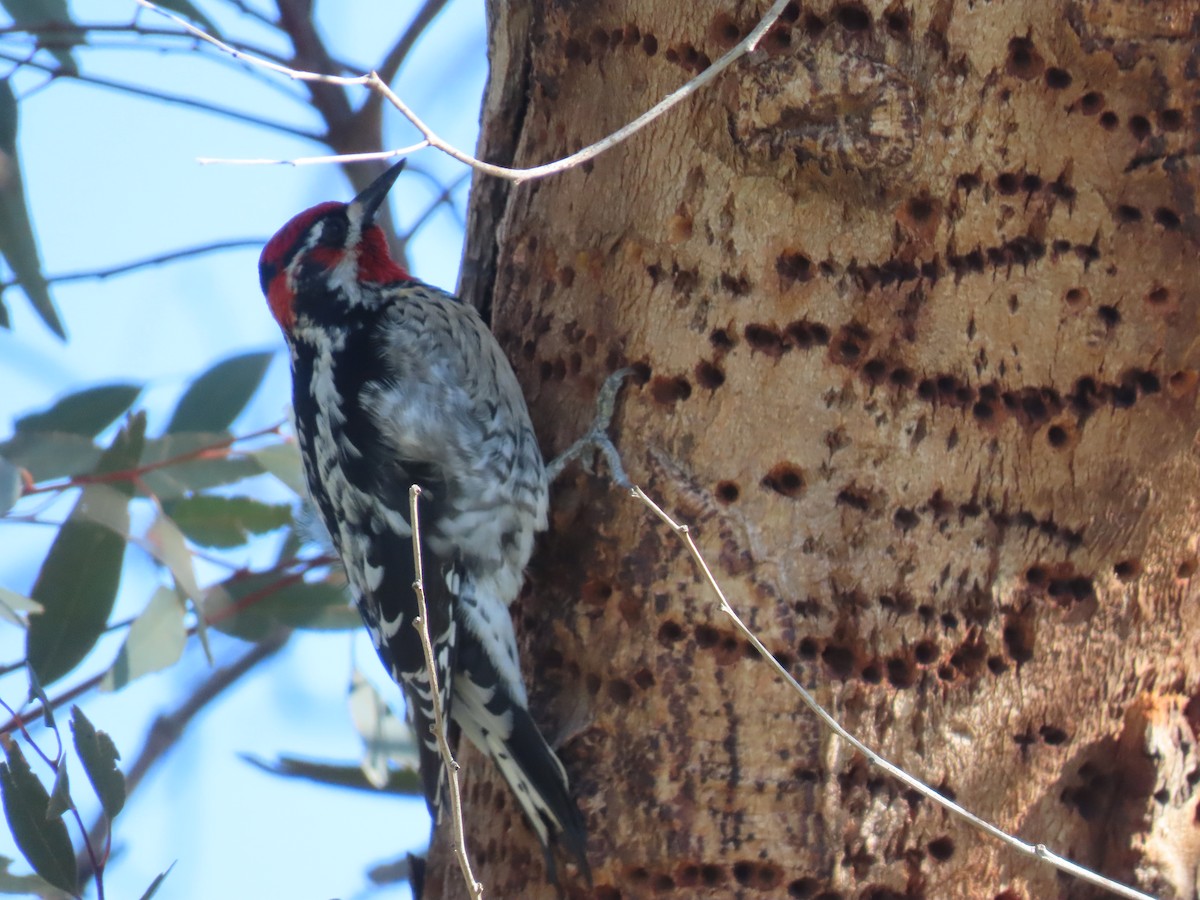Red-naped/Red-breasted Sapsucker - ML535525311