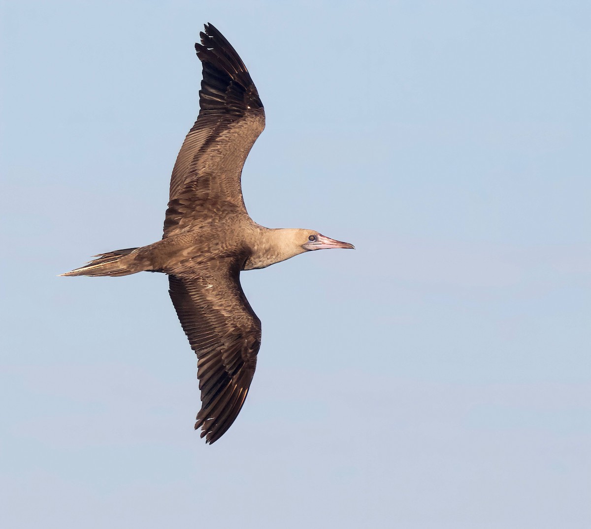 Red-footed Booby - ML535533961