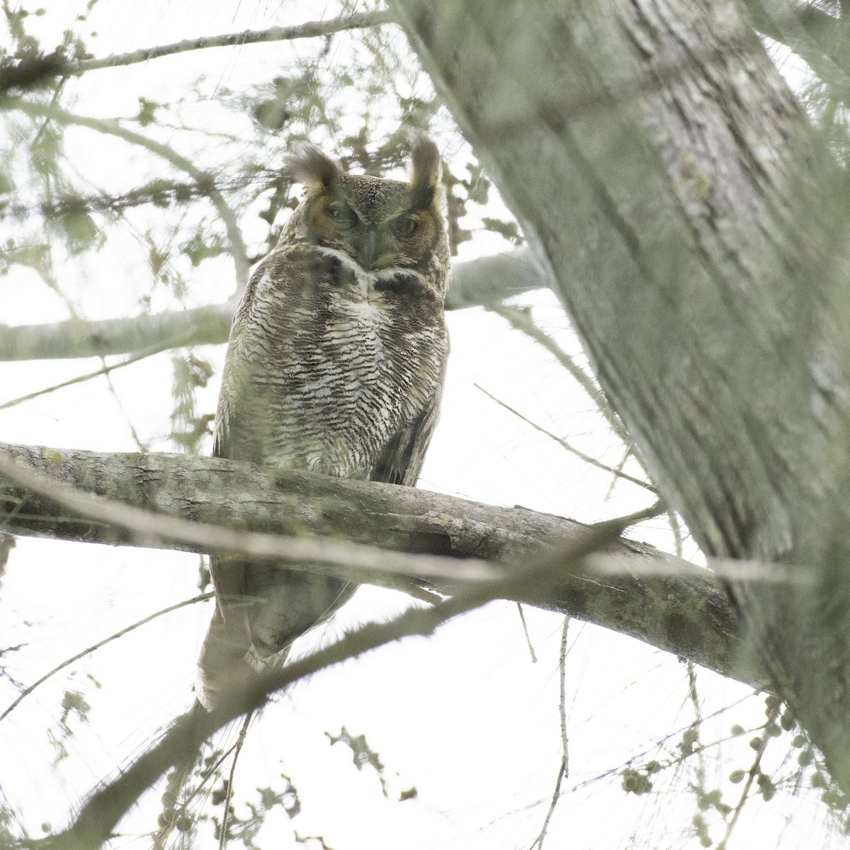 Great Horned Owl - Homer Gardin