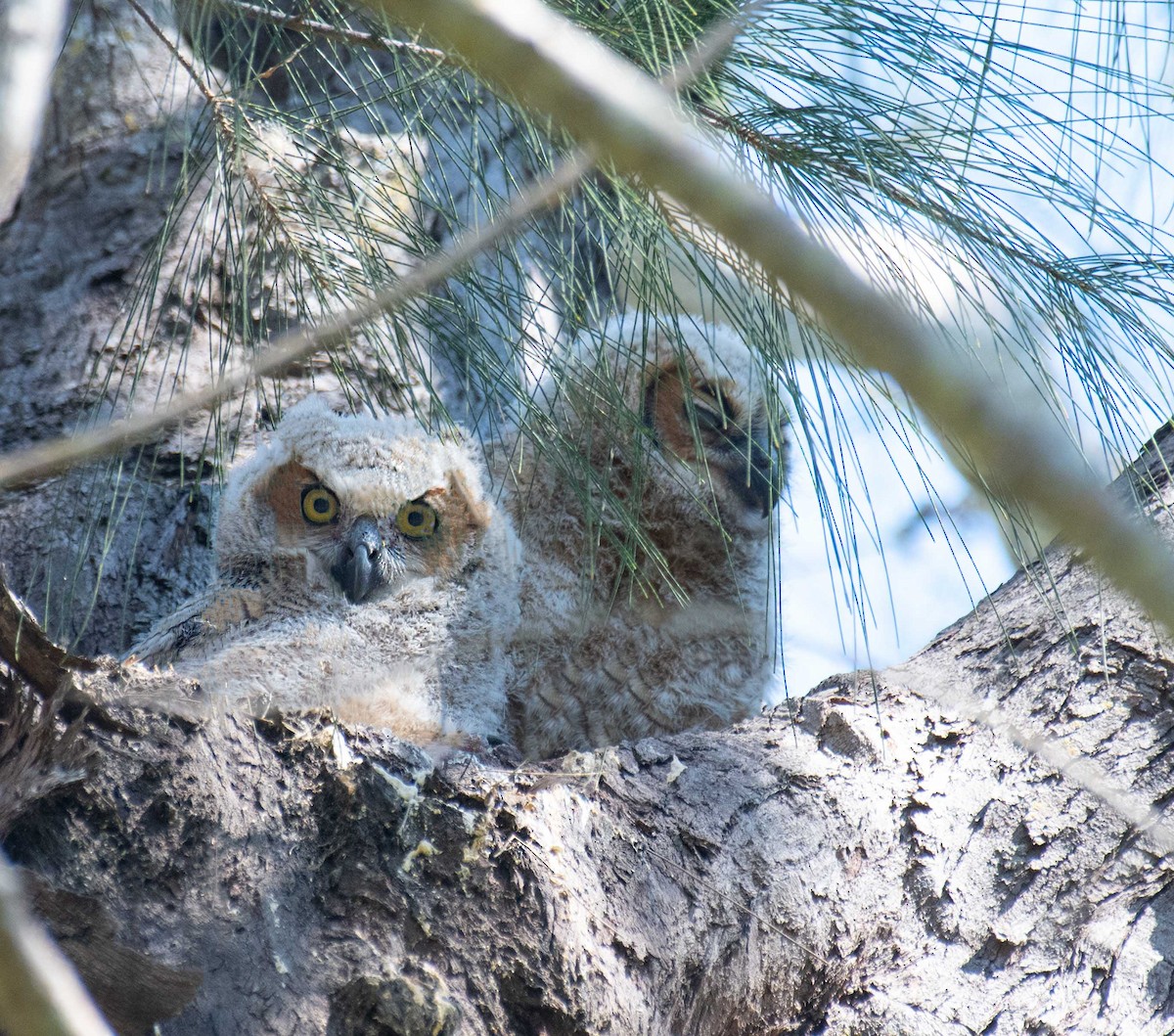 Great Horned Owl - ML535536271
