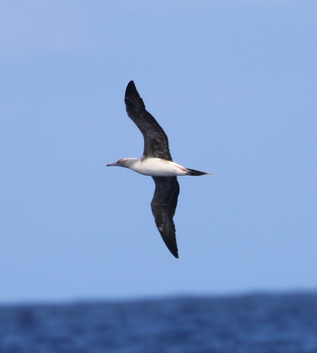 Red-footed Booby - ML535538091