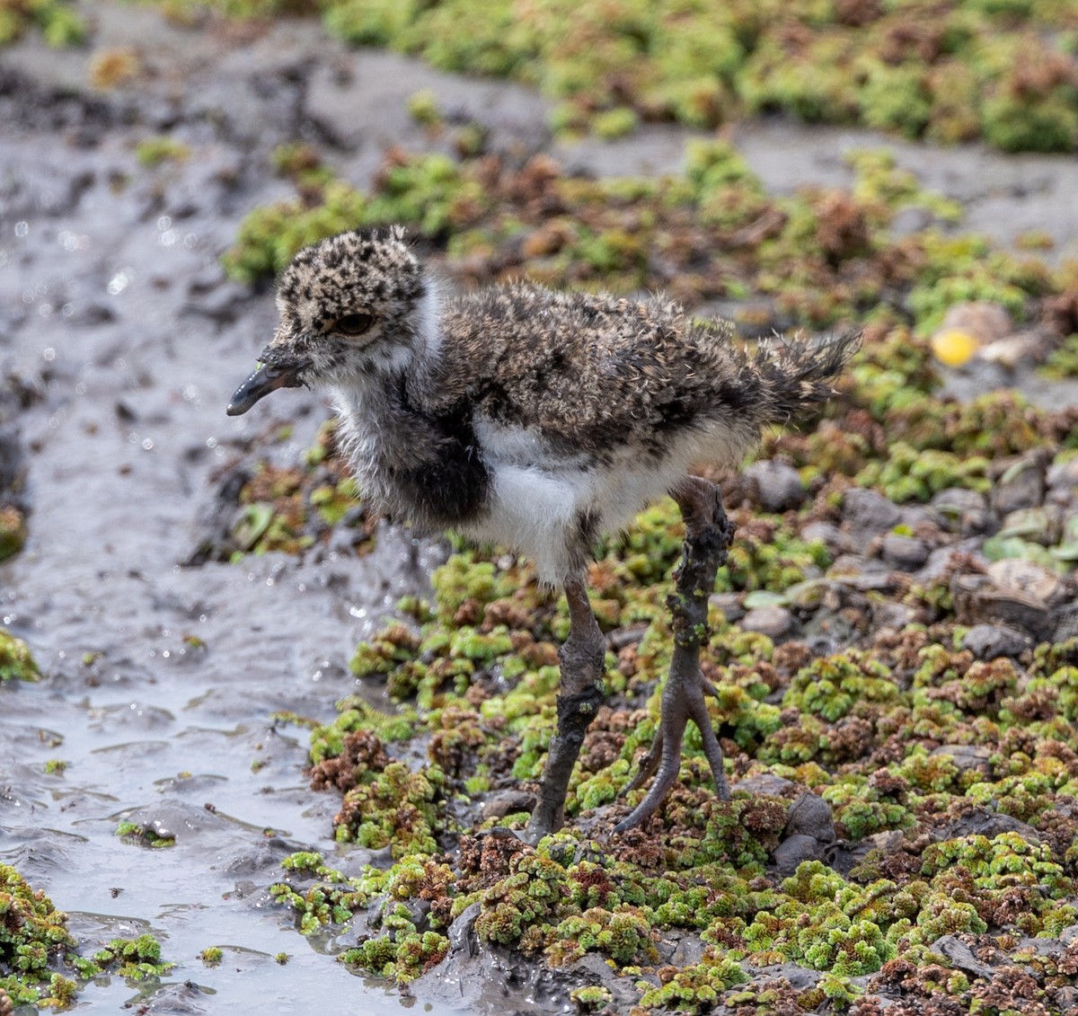 Southern Lapwing - Bonnie de Grood