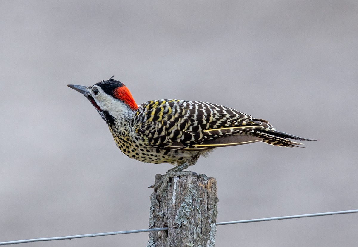 Green-barred Woodpecker - Bonnie de Grood