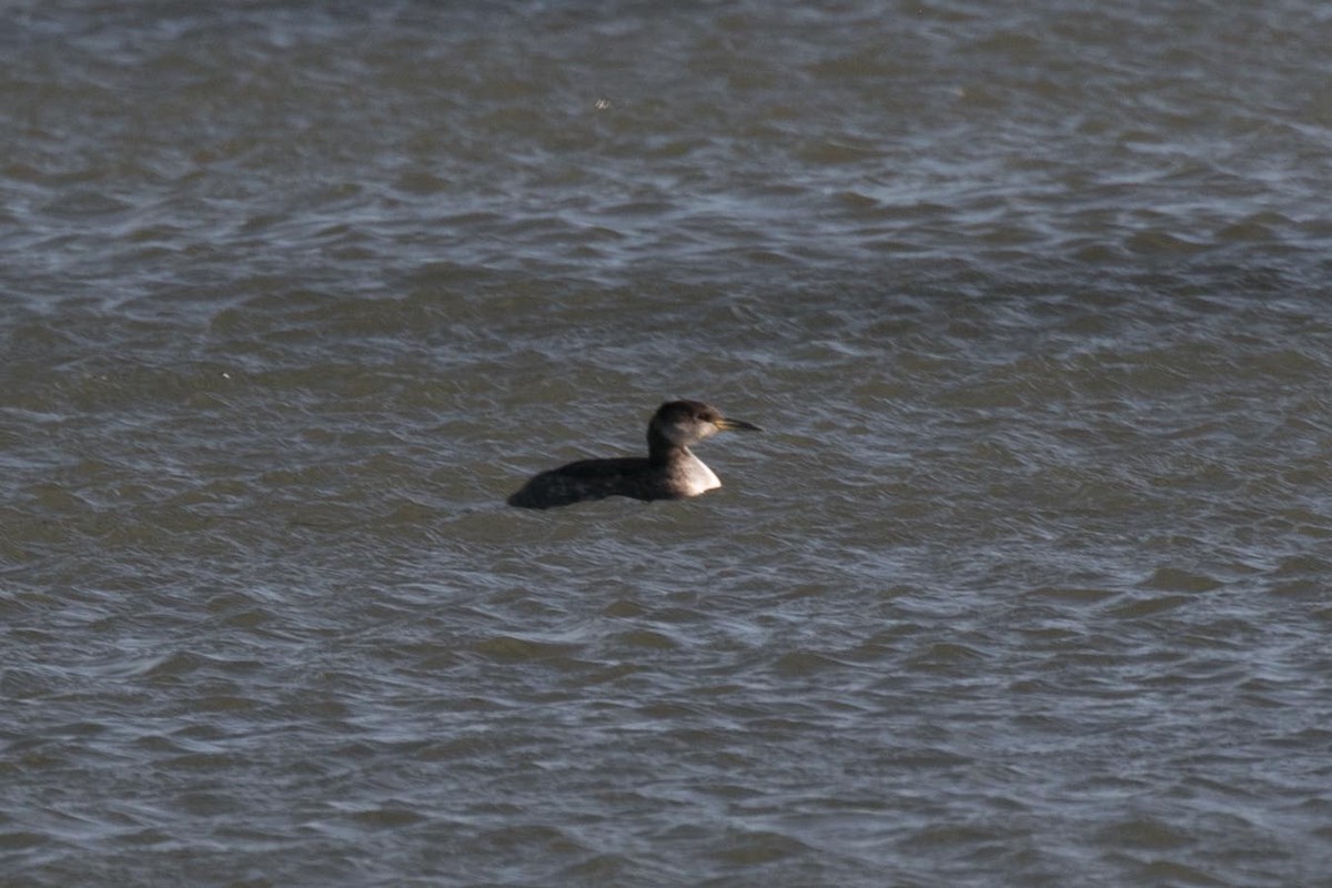 Red-necked Grebe - ML535547451