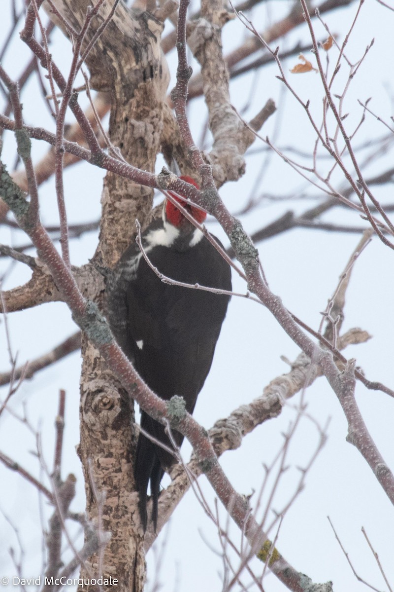 Pileated Woodpecker - ML535548661