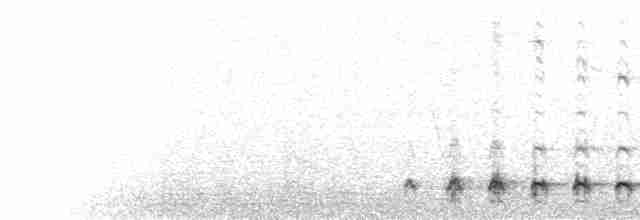  - Peruvian Pygmy-Owl