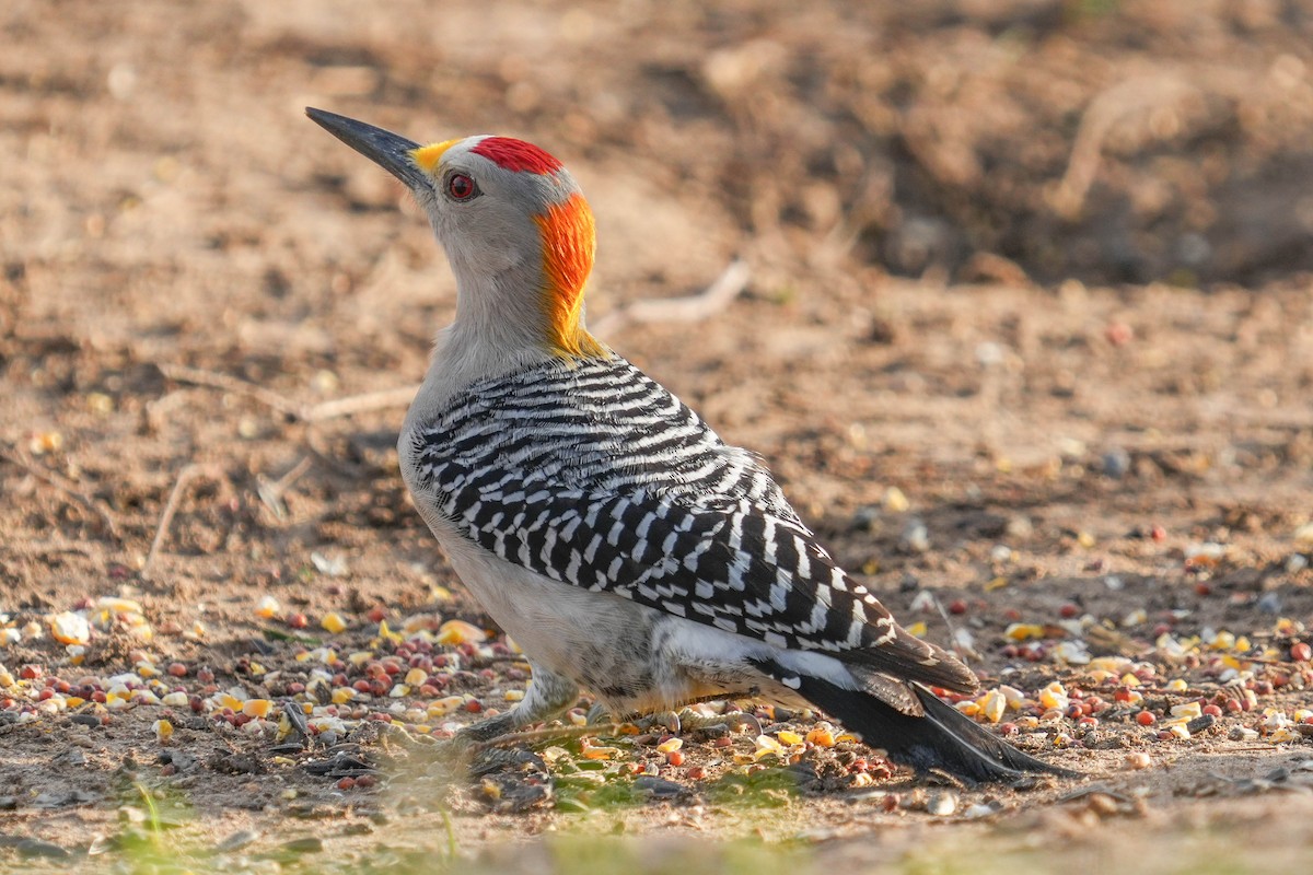 Golden-fronted Woodpecker - ML535556851