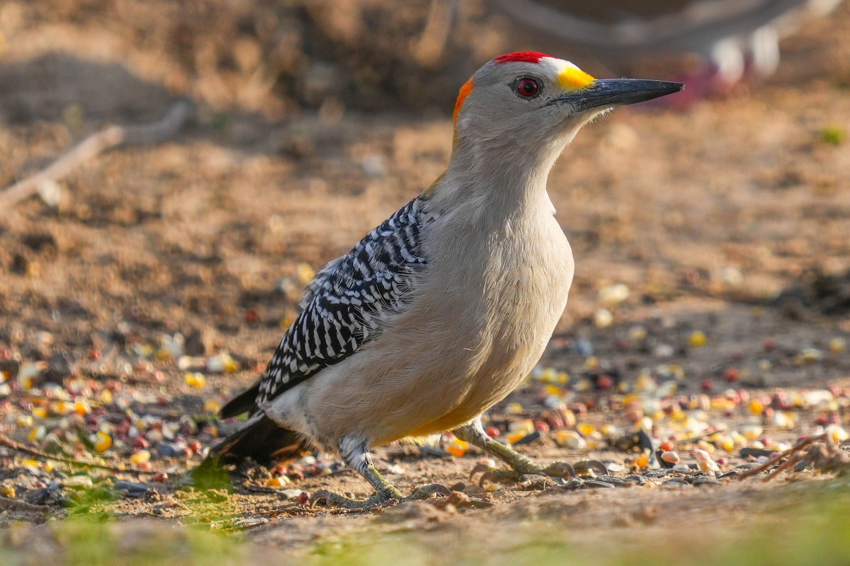 Golden-fronted Woodpecker - Mark Siebers