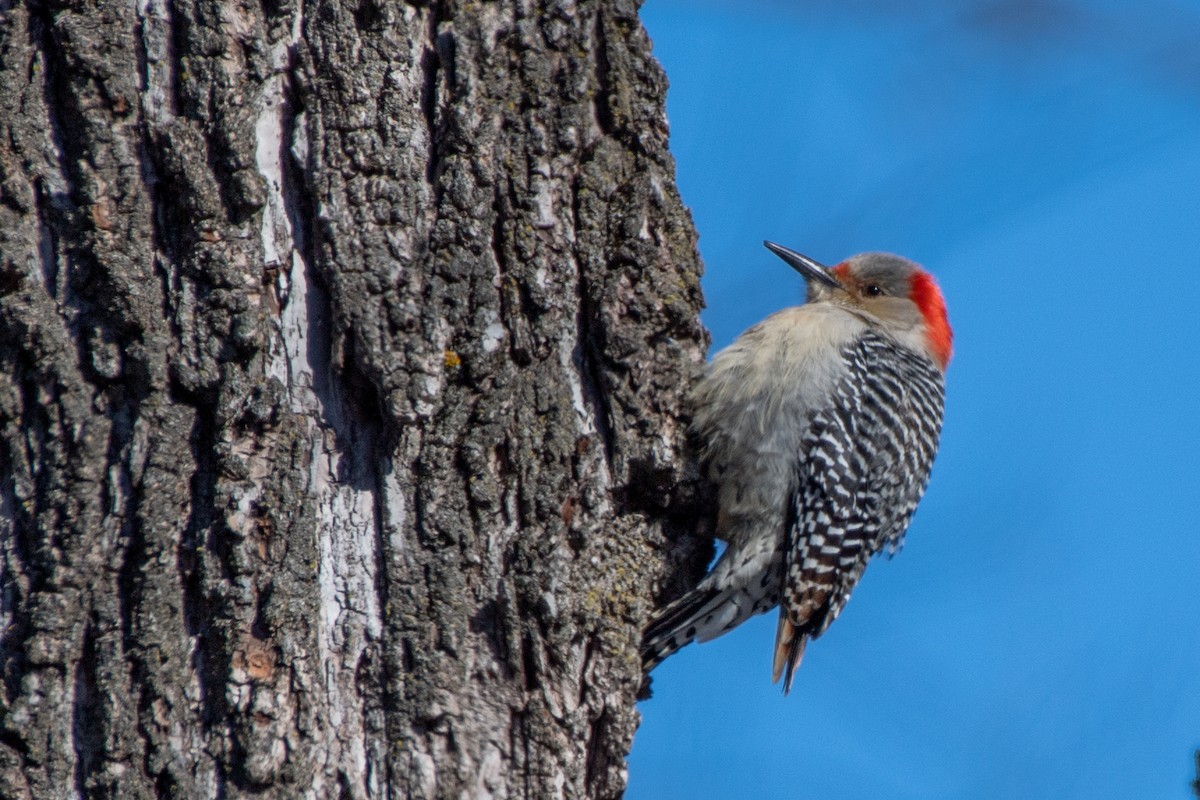 Red-bellied Woodpecker - ML535557401