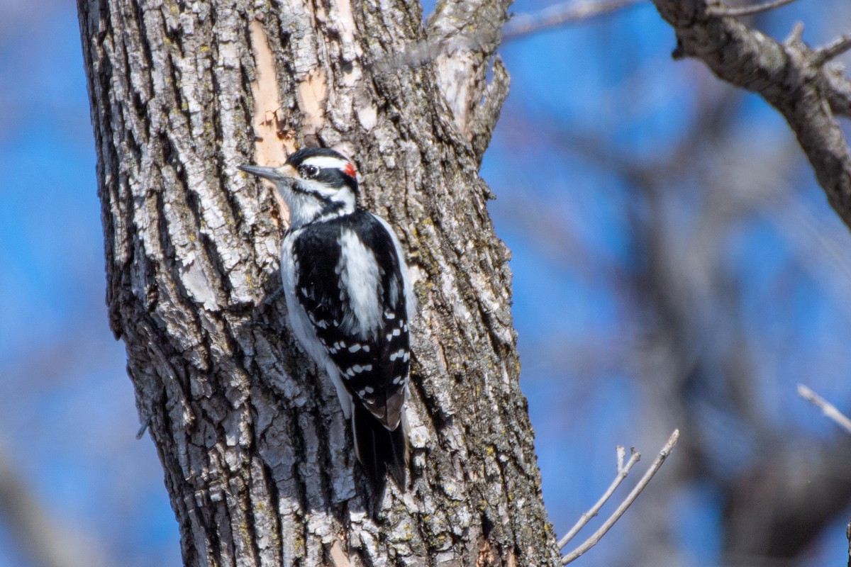 Hairy Woodpecker (Eastern) - ML535557511
