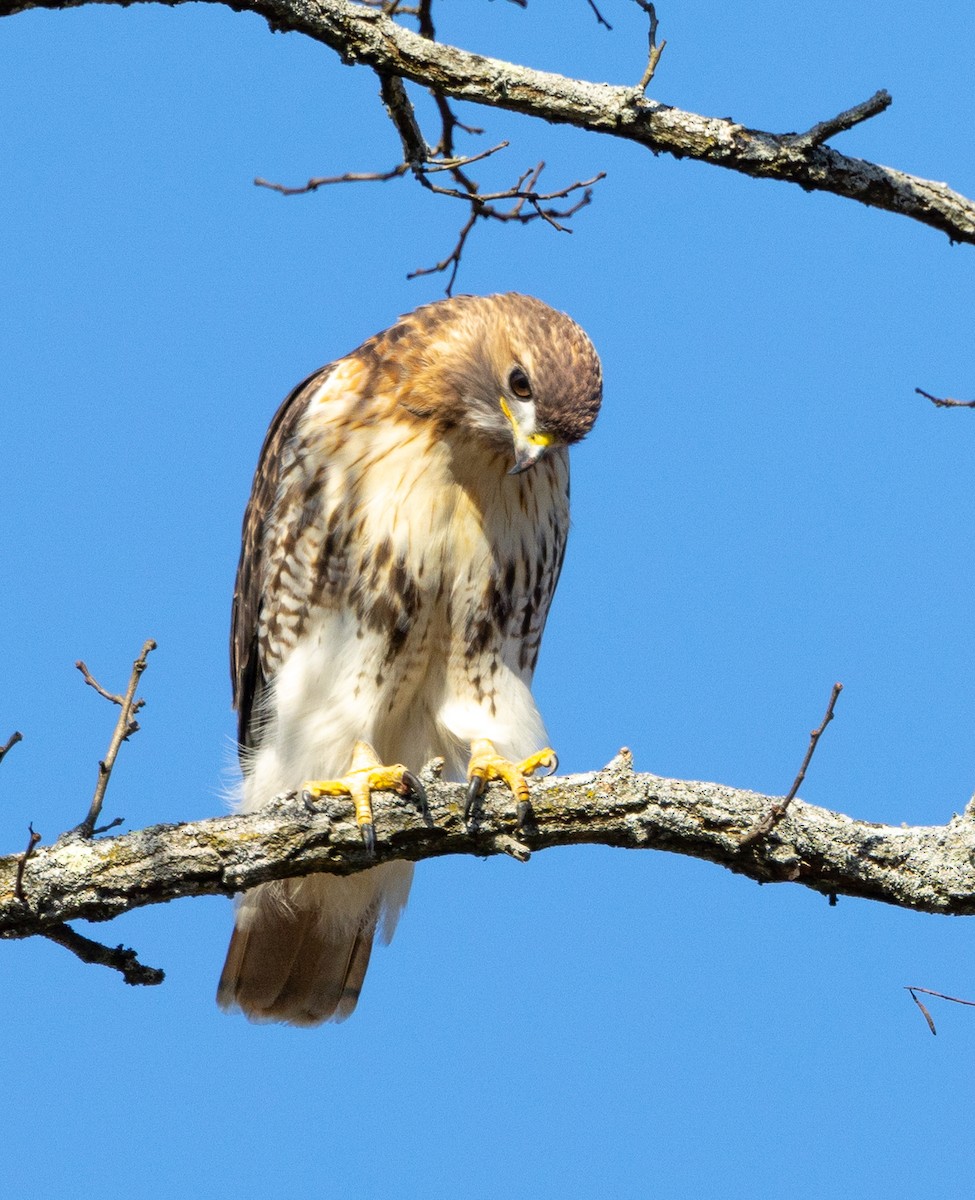 Red-tailed Hawk - ML535558691