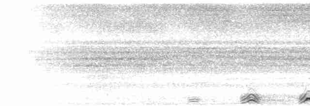  - Mottled Owl (Mottled)