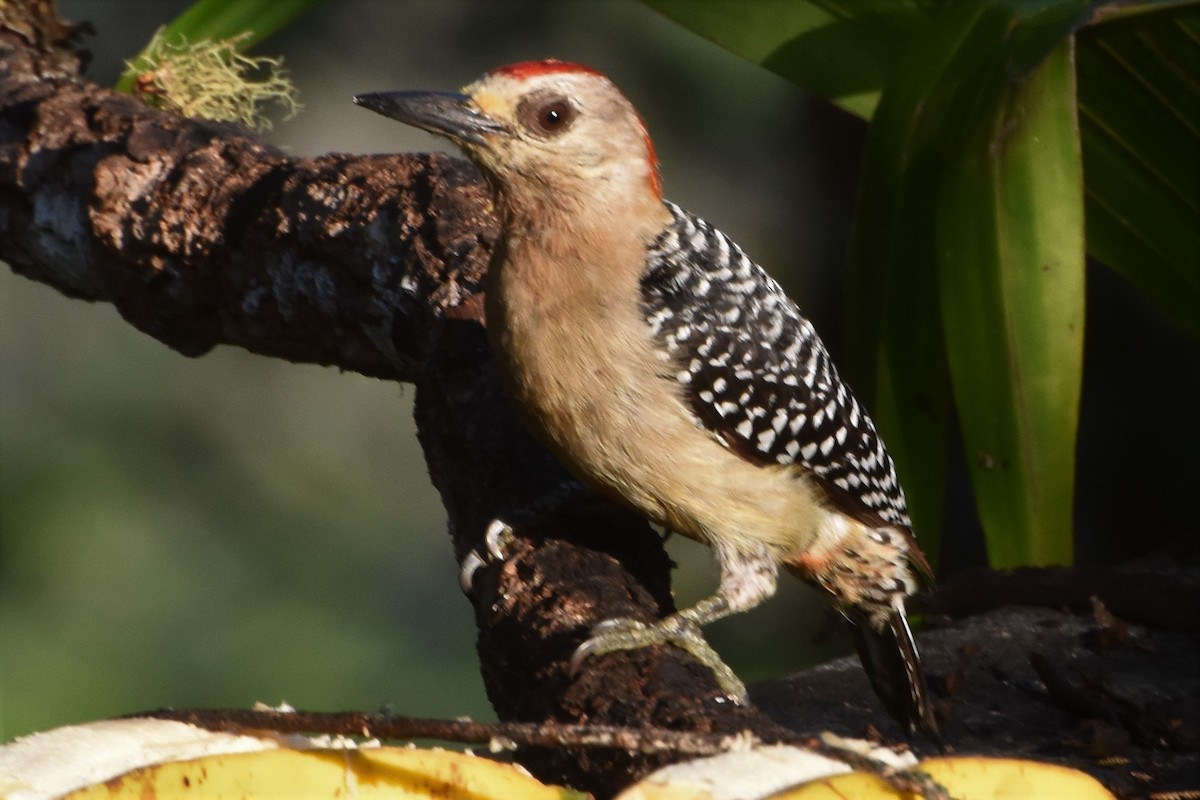 Red-crowned Woodpecker - Georgia Doyle