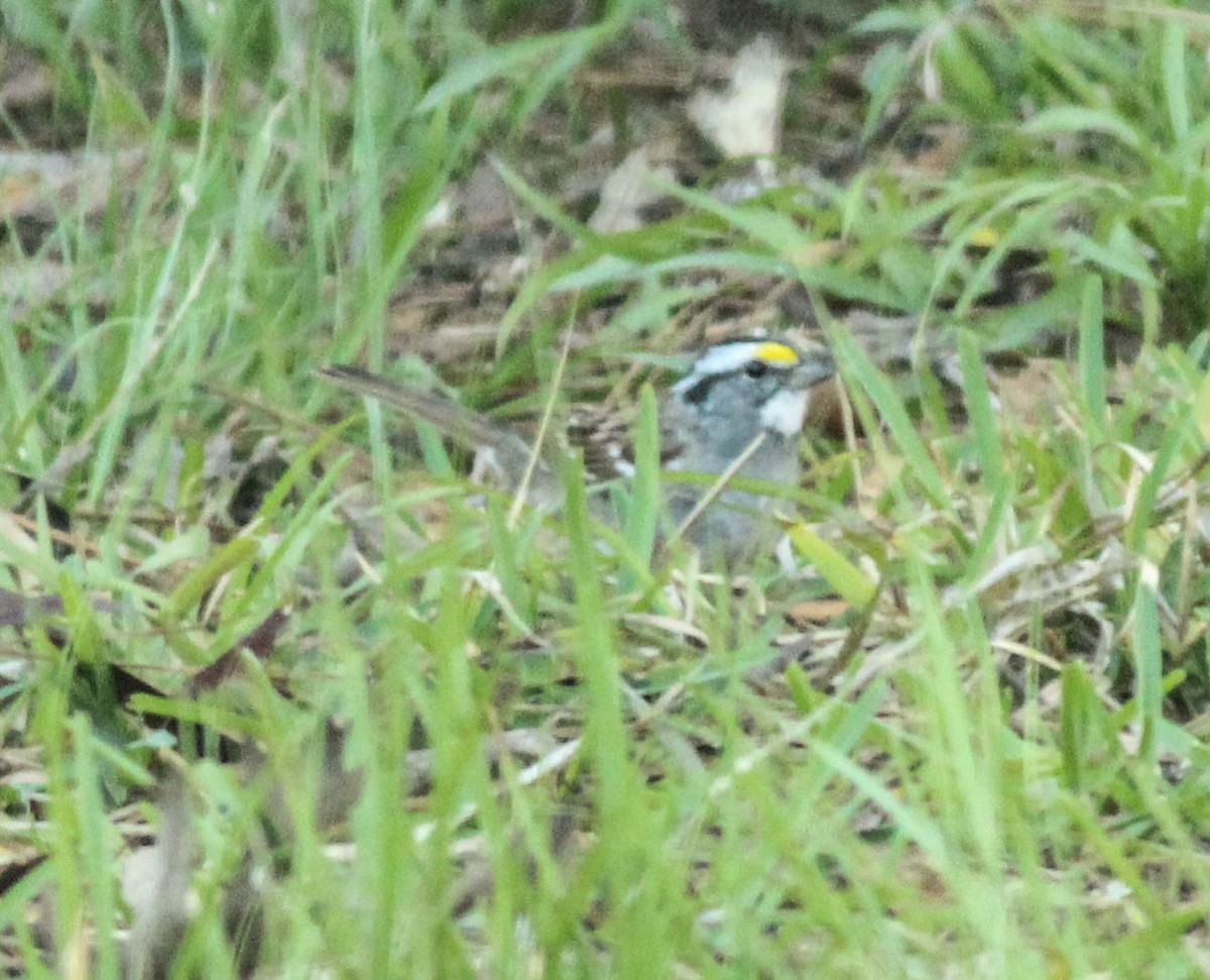 White-throated Sparrow - ML53556101