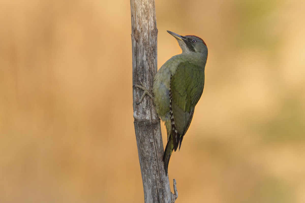 Iberian Green Woodpecker - ML535562591