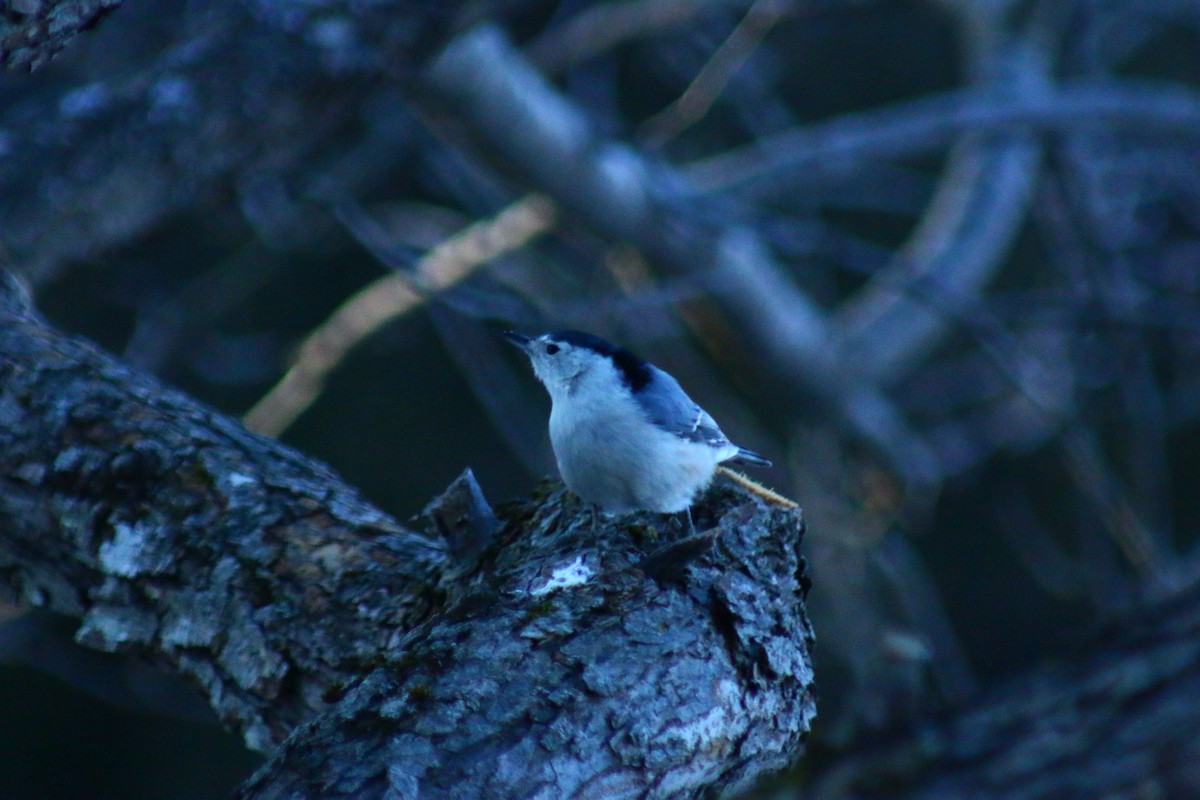 White-breasted Nuthatch - ML53556621