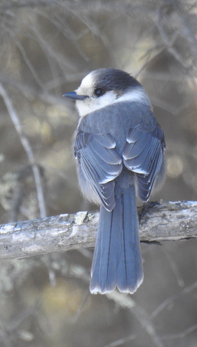 eBird Checklist - 11 Feb 2023 - Sax-Zim Bog--Friends of Sax-Zim Bog ...