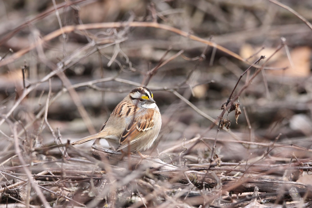 White-throated Sparrow - ML535574541