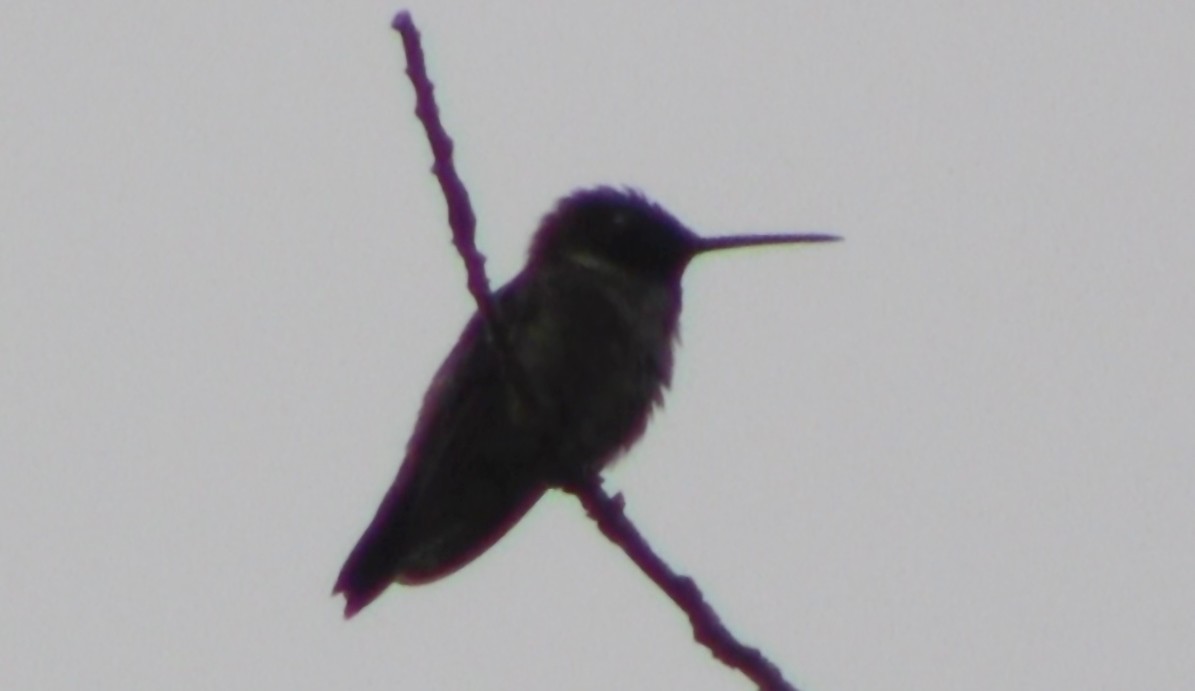 Black-chinned Hummingbird - ML535576491