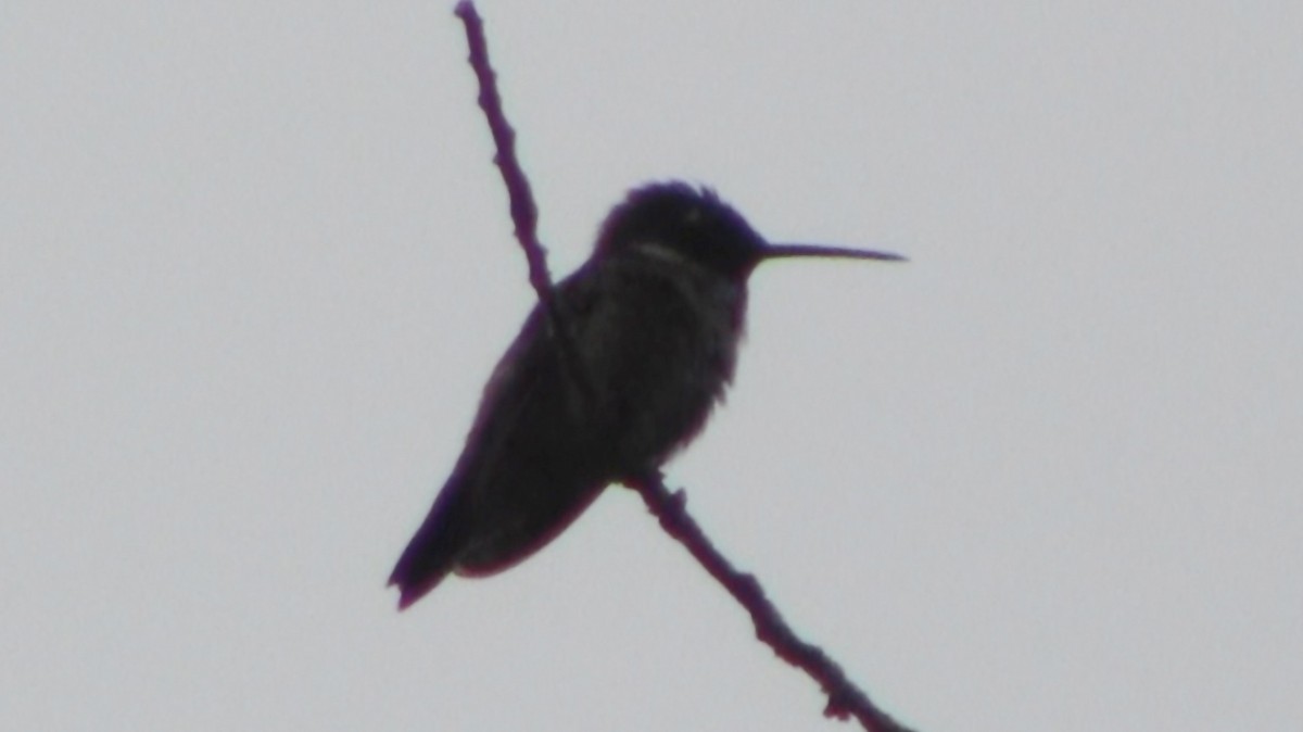 Black-chinned Hummingbird - ML535576501