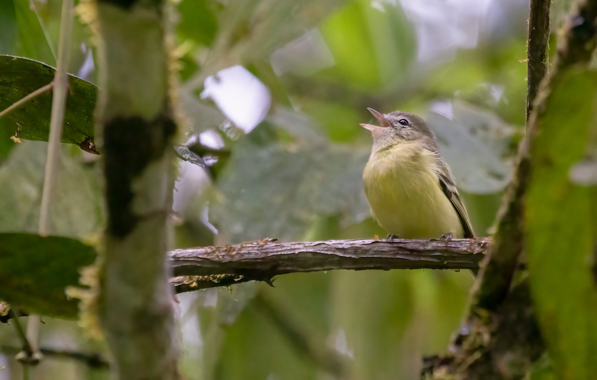 Urich's Tyrannulet - Jhonathan Miranda - Wandering Venezuela Birding Expeditions
