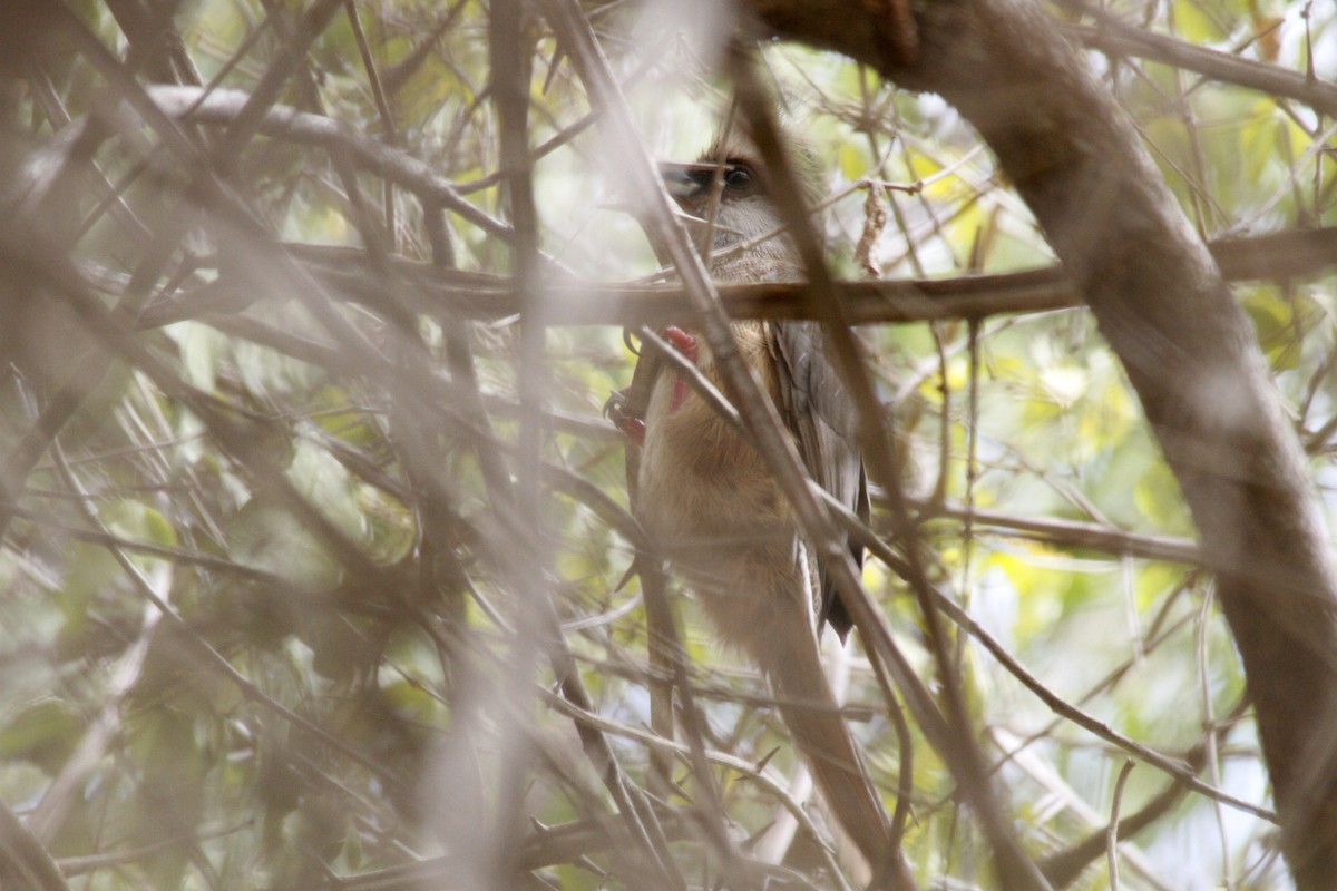 Speckled Mousebird - ML535577791