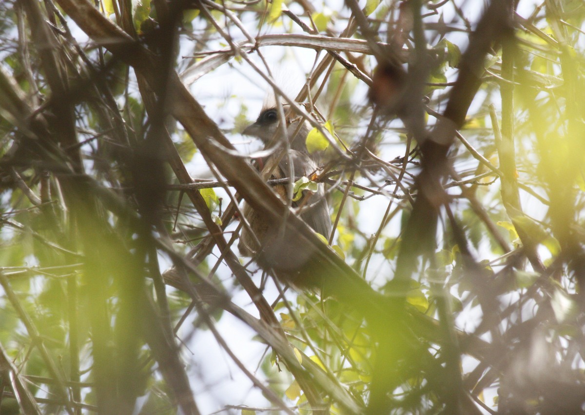 Speckled Mousebird - ML535577801