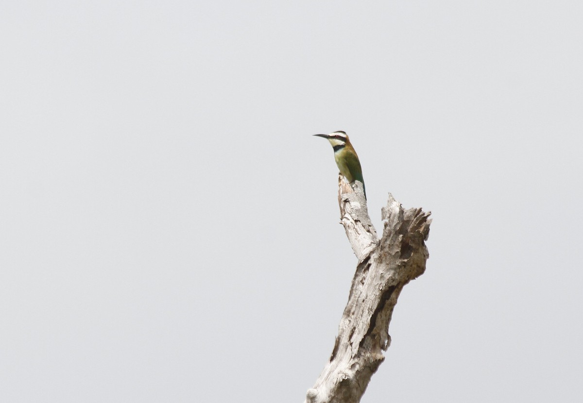 White-throated Bee-eater - ML535577911
