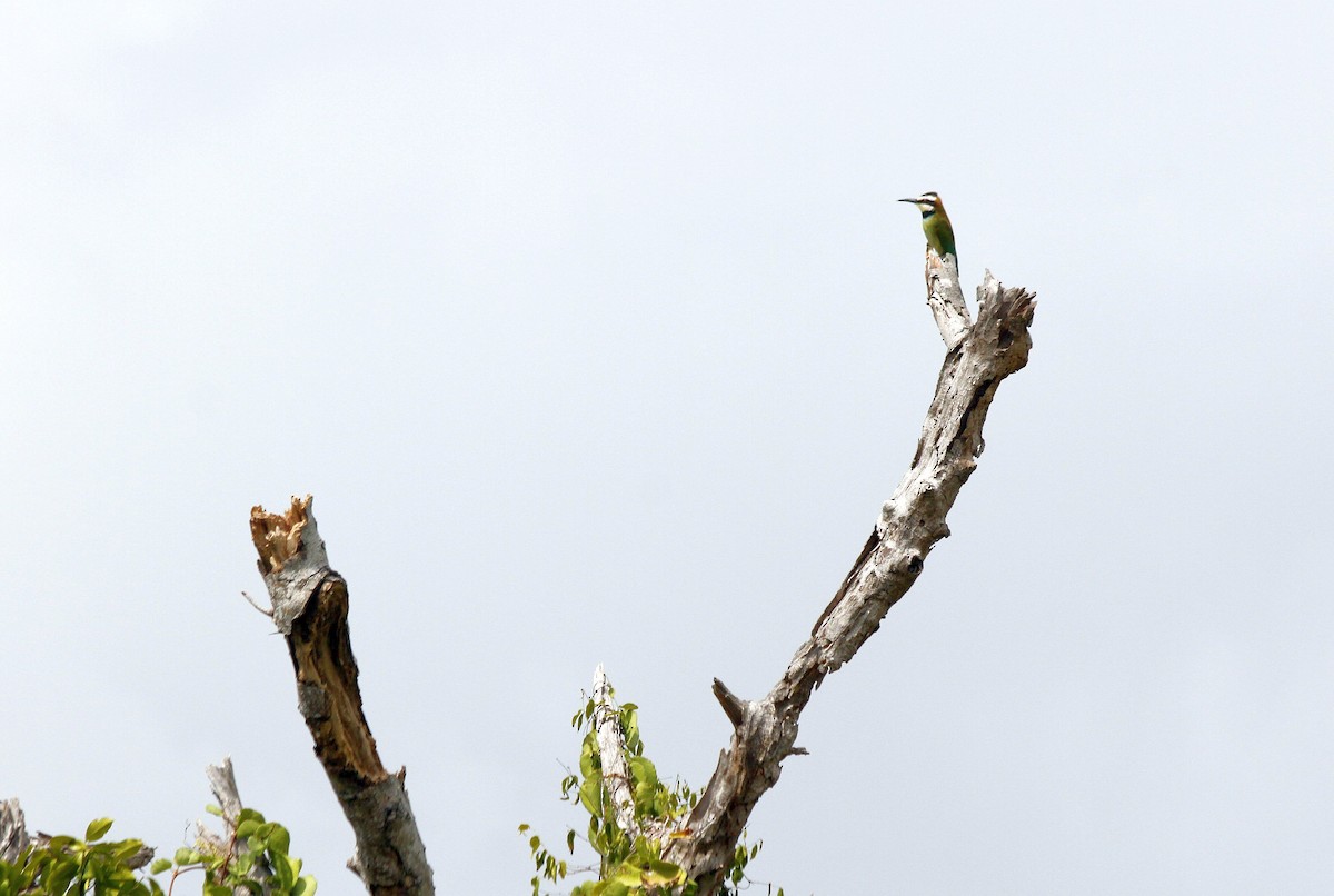 White-throated Bee-eater - ML535577921