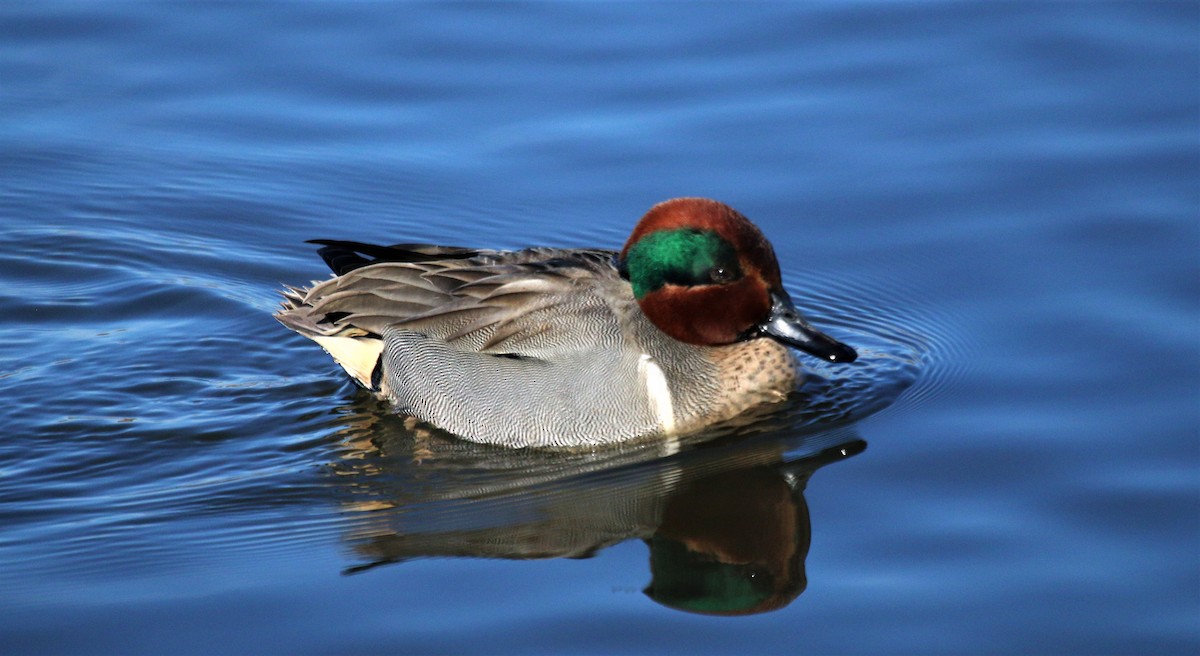 Green-winged Teal - ML535585641