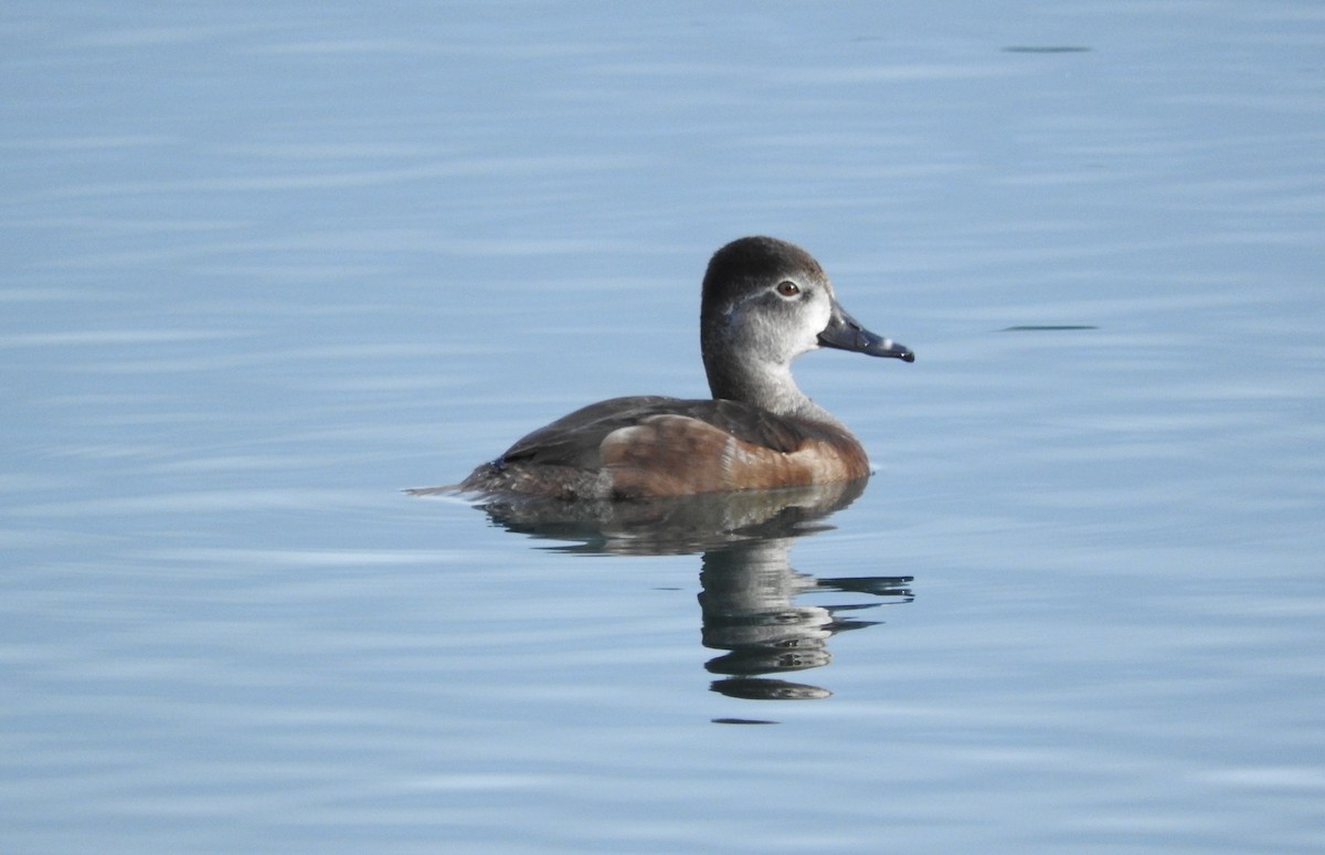 Ring-necked Duck - ML53558771