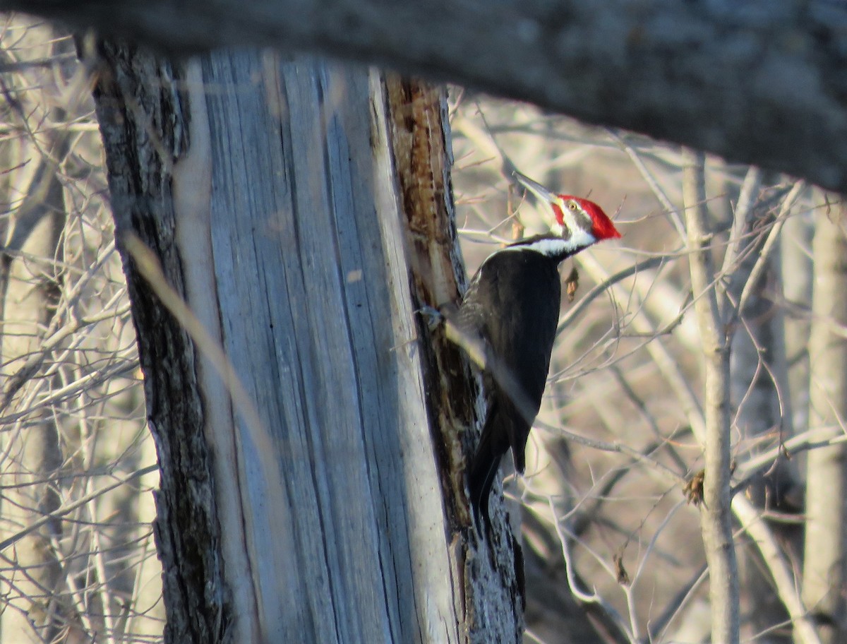 Pileated Woodpecker - Janet McCullough