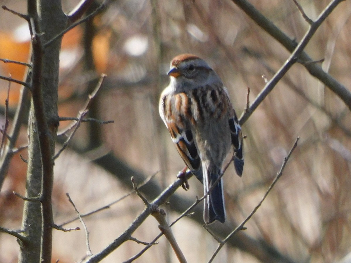 American Tree Sparrow - ML535590231