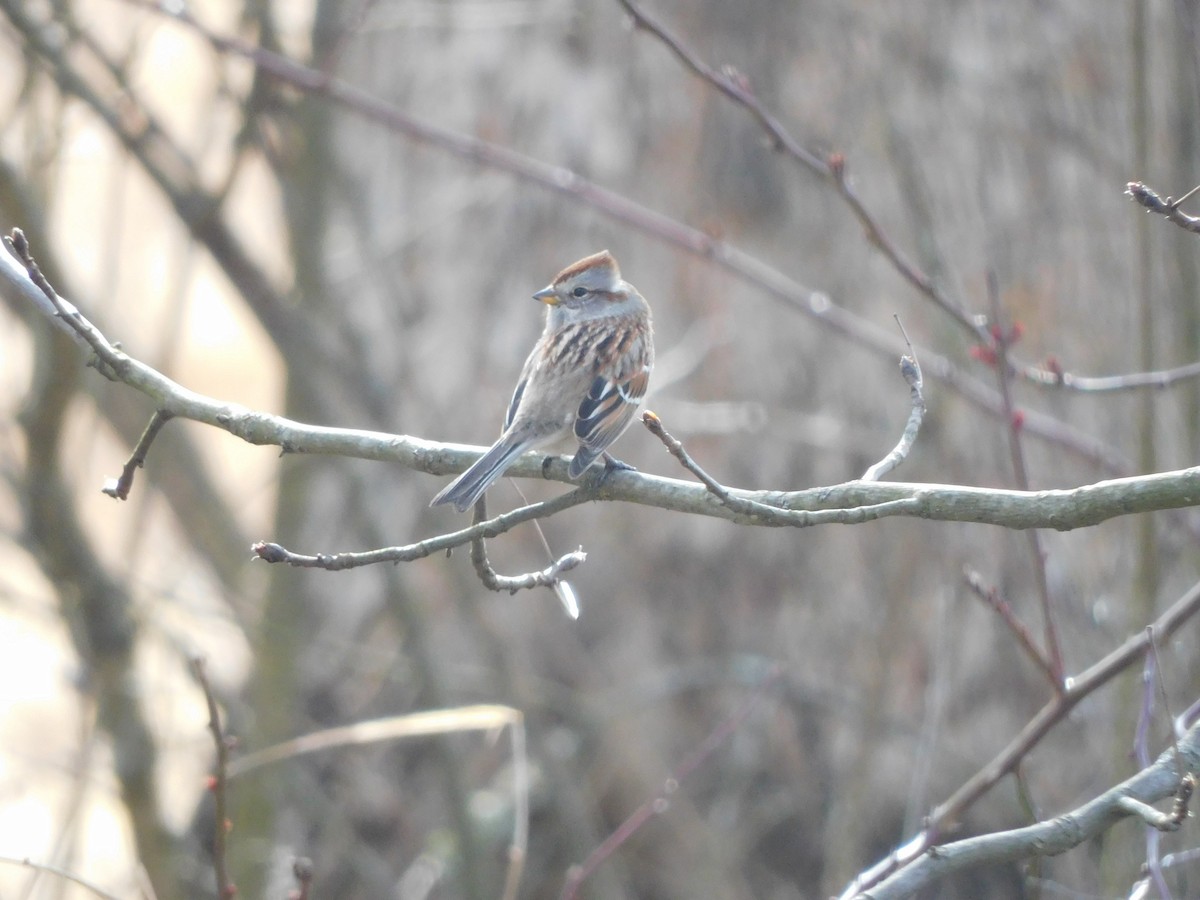 American Tree Sparrow - ML535590241