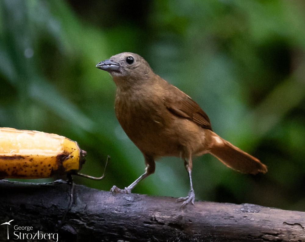 Ruby-crowned Tanager - ML535593961