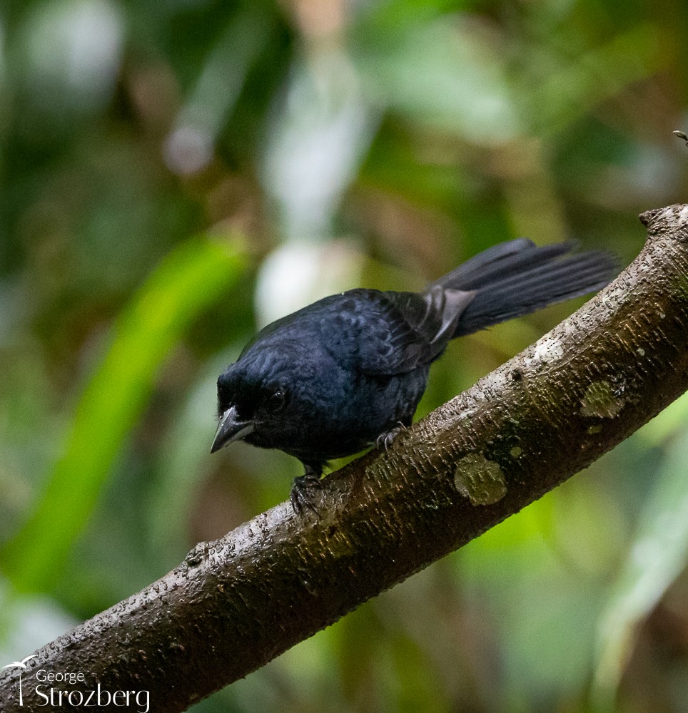 Ruby-crowned Tanager - ML535593981