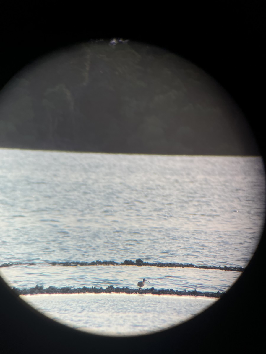 eBird Checklist 15 Feb 2023 983993 Scott Dr, Marco Island USFL 25.90950, 81.69560 17