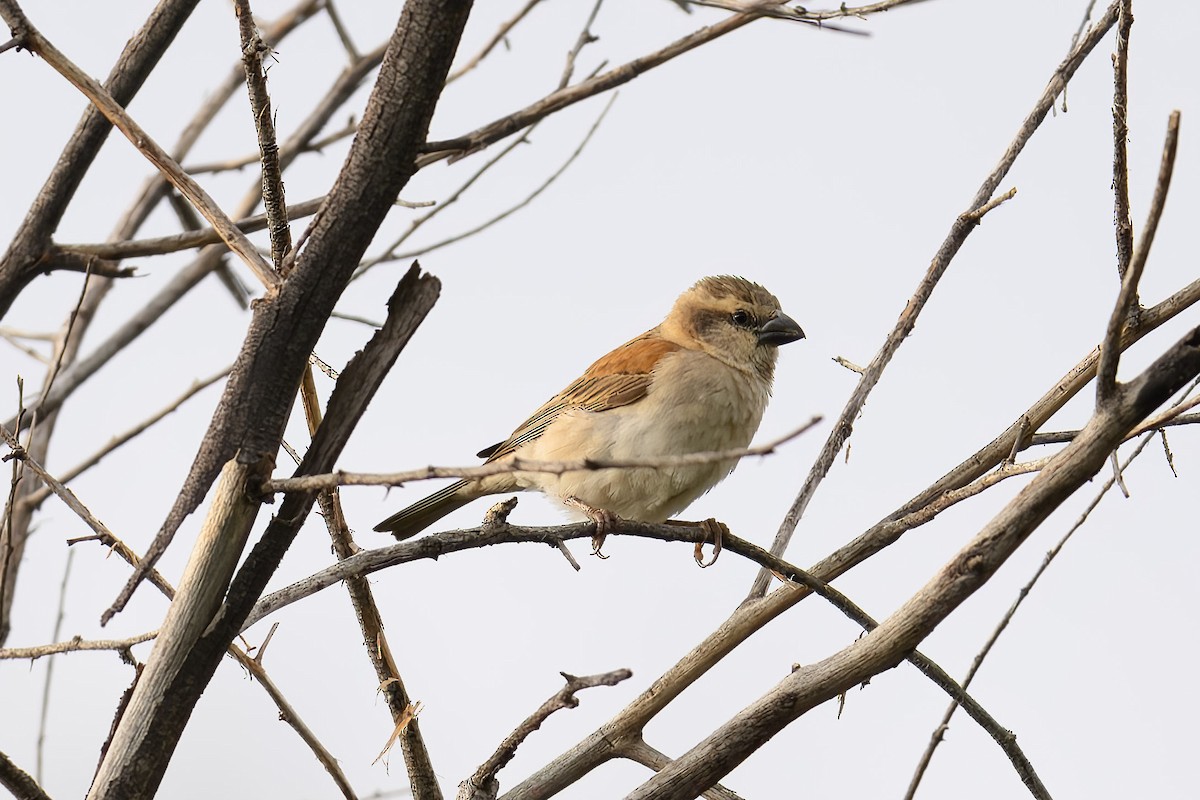 Great Rufous Sparrow - ML535598381