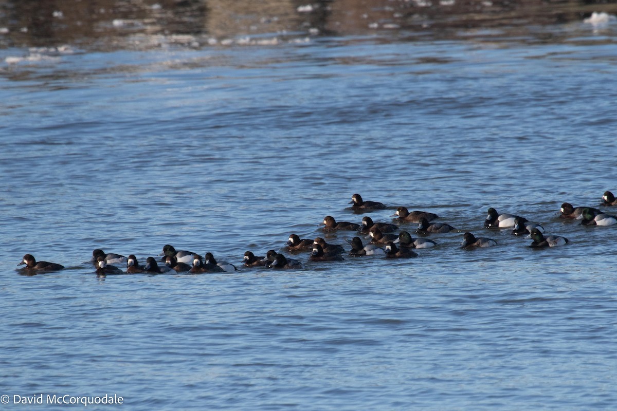 Greater Scaup - ML535598731