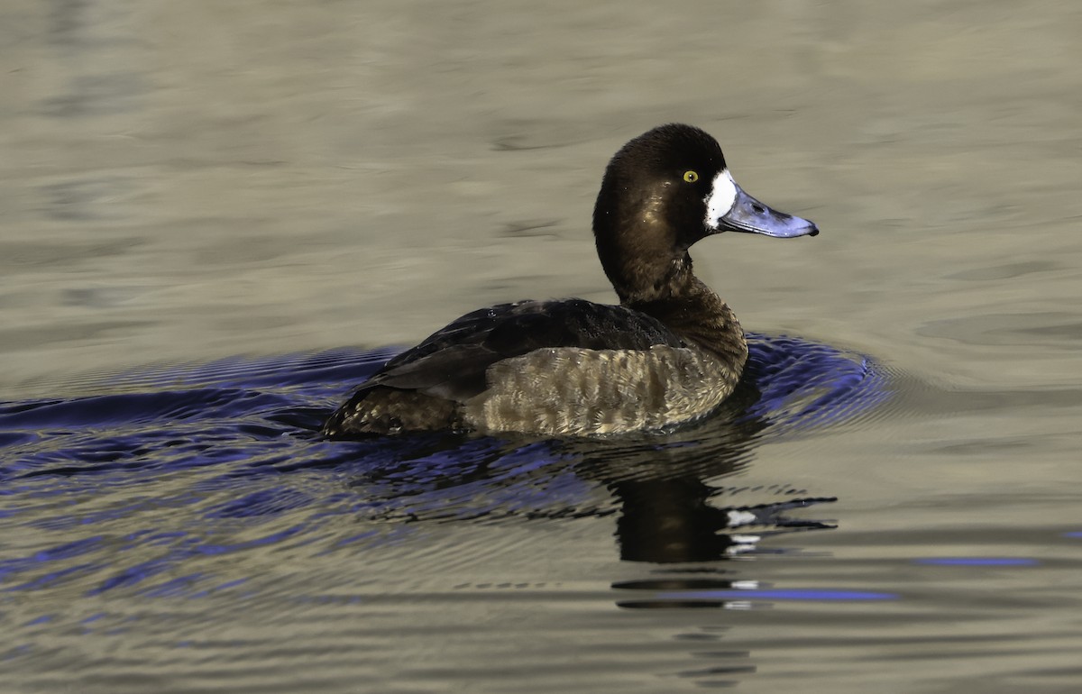 Greater Scaup - ML535601911