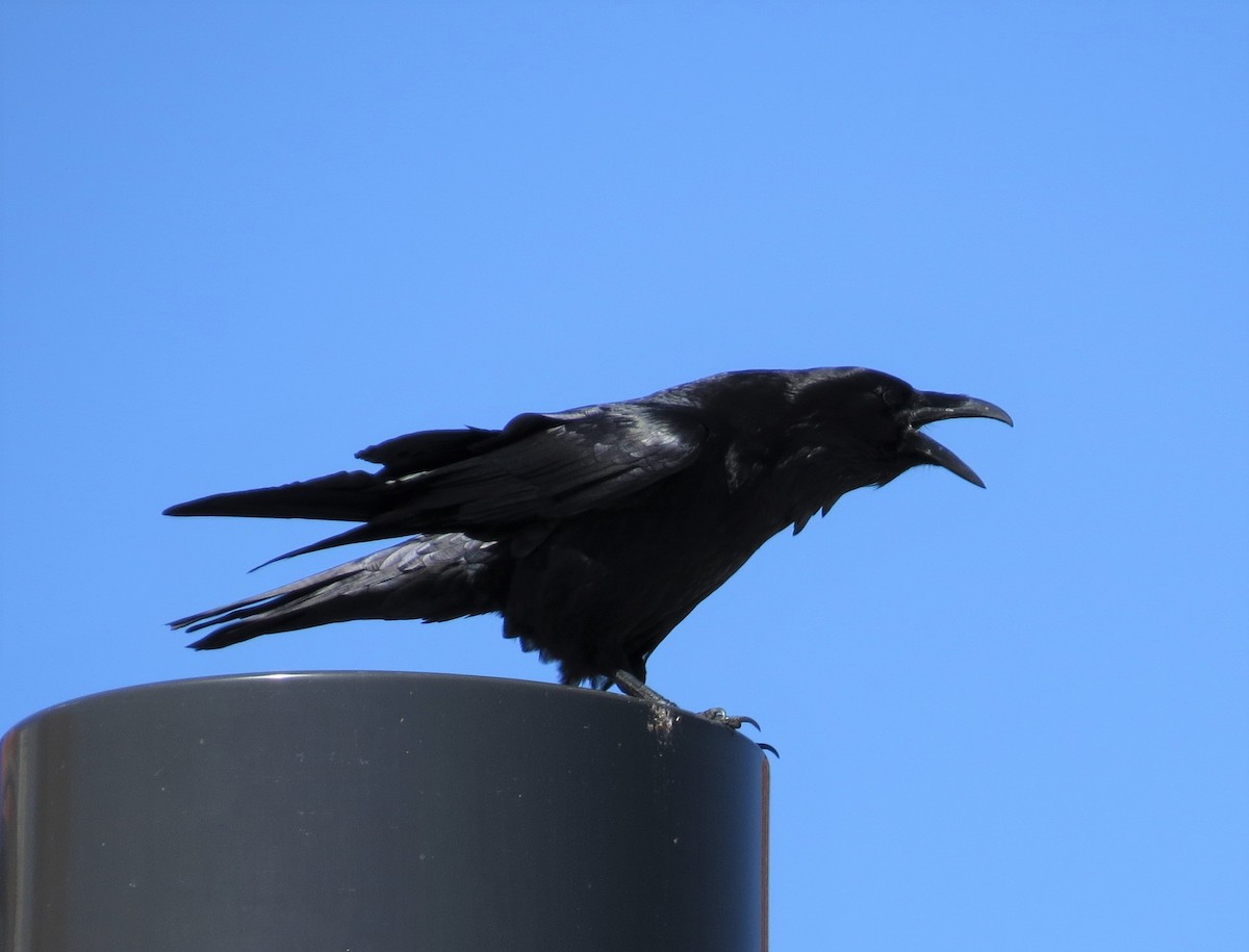 Common Raven - Joan Baker