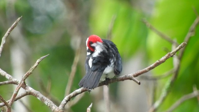 Red-capped Cardinal - ML535608781
