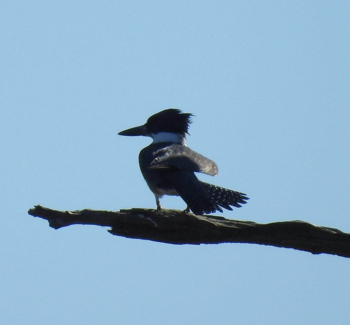 Belted Kingfisher - ML535609371