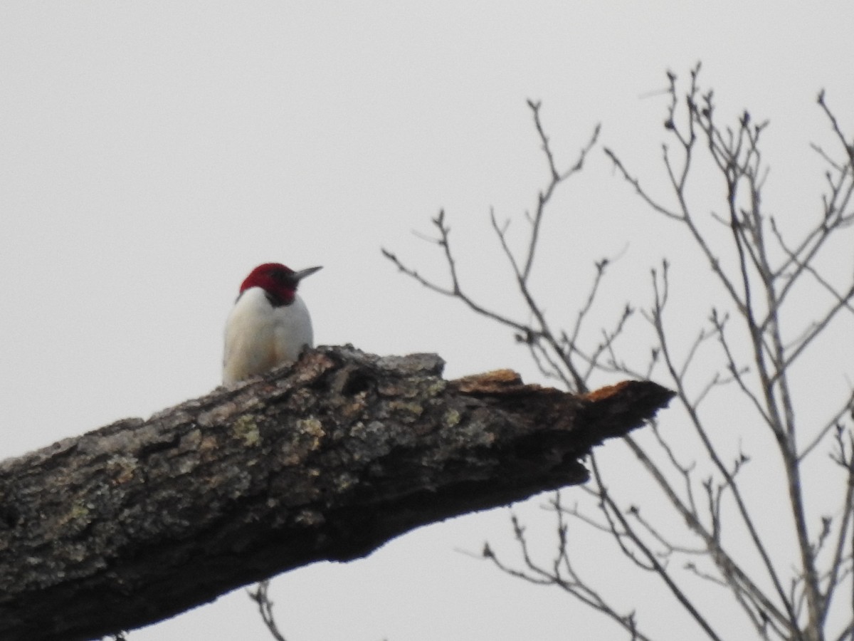 Red-headed Woodpecker - ML535611711
