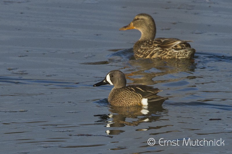 Blue-winged Teal - ML53561181