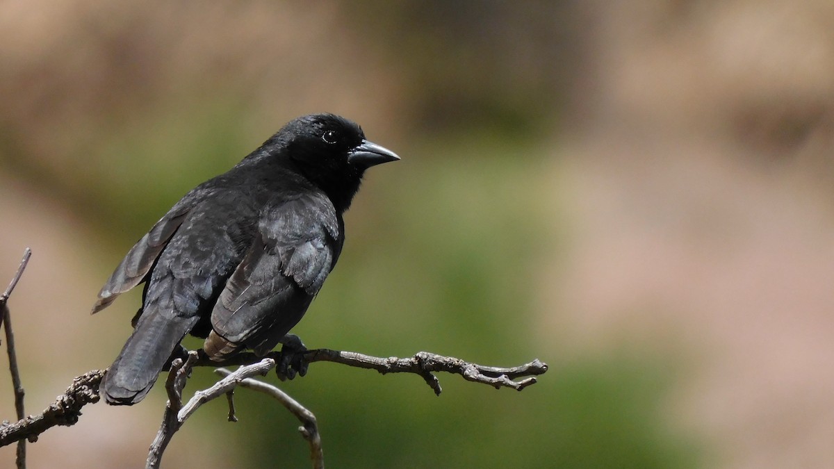 Bolivian Blackbird - Diego Cueva